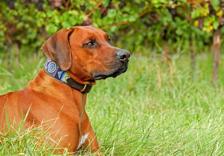 Why Shock Collars May Be Necessary for Certain Breeds and Behaviors