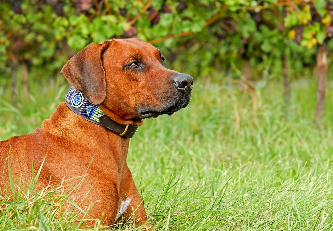 Why Shock Collars May Be Necessary for Certain Breeds and Behaviors