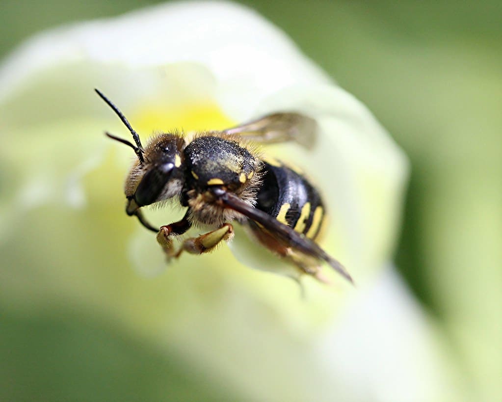 Wool Carder Bees