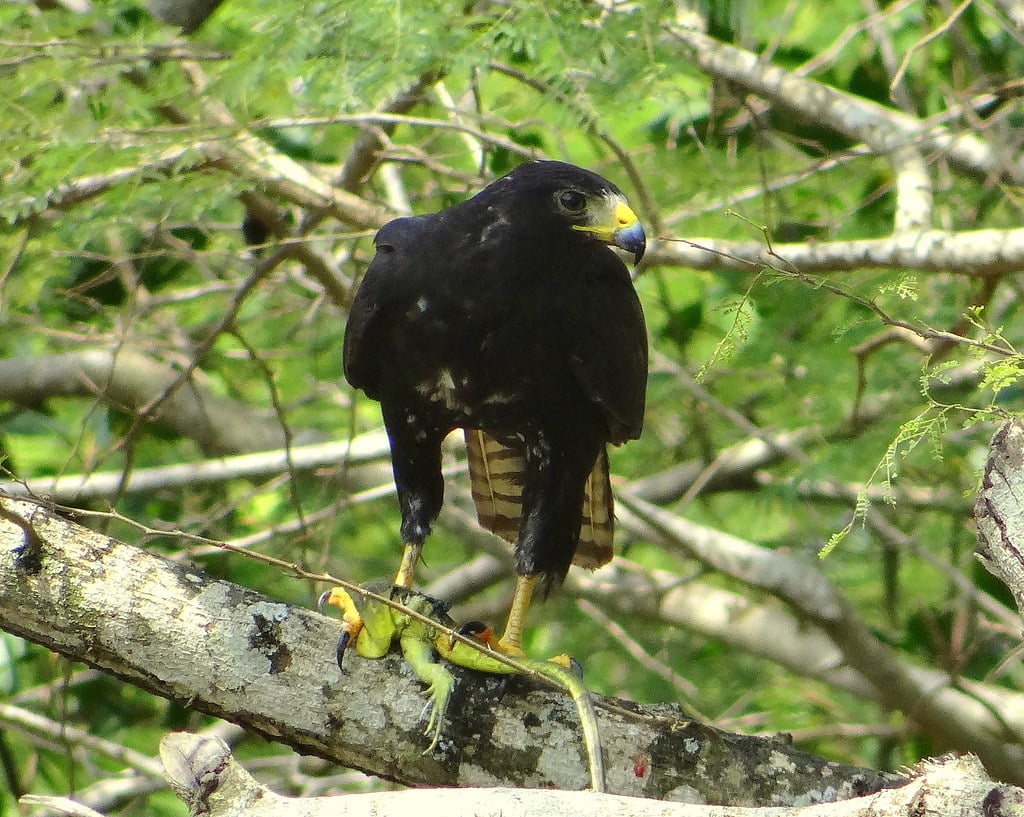 Zone-Tailed Hawk