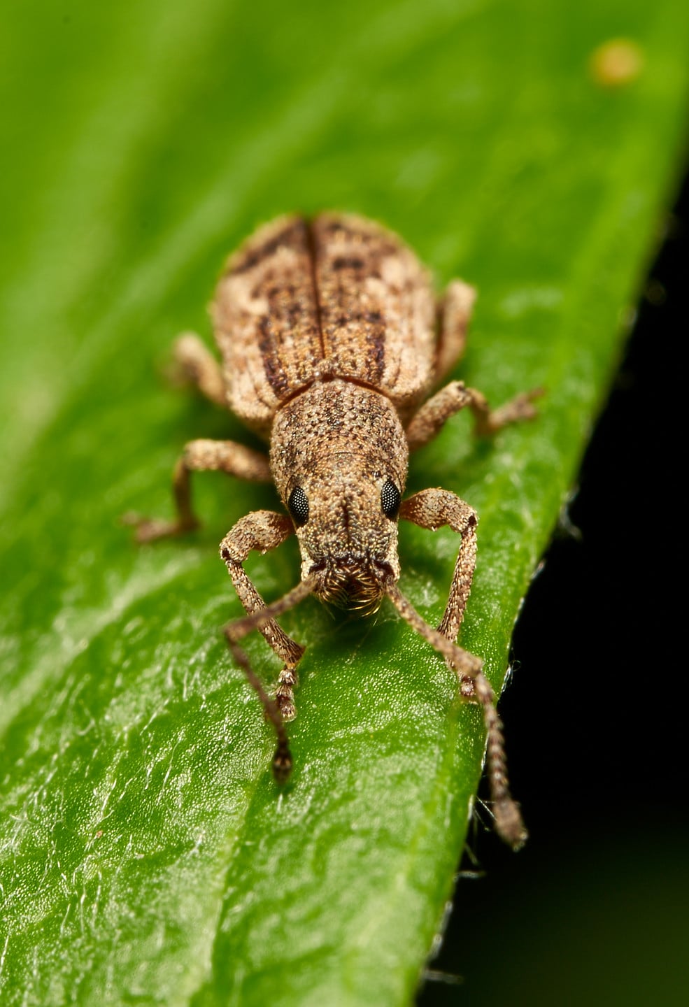 Peach Root Weevil