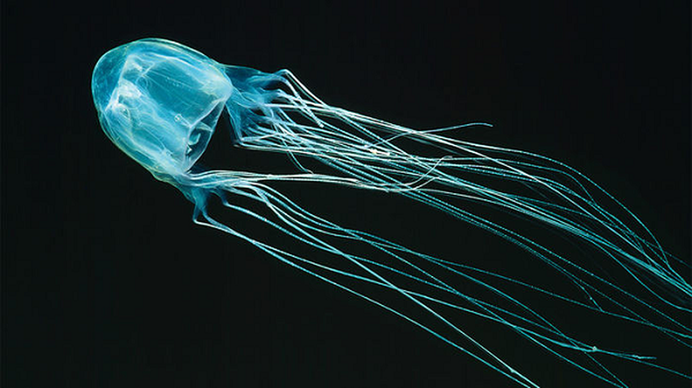 Sea Wasp (Box Jellyfish)