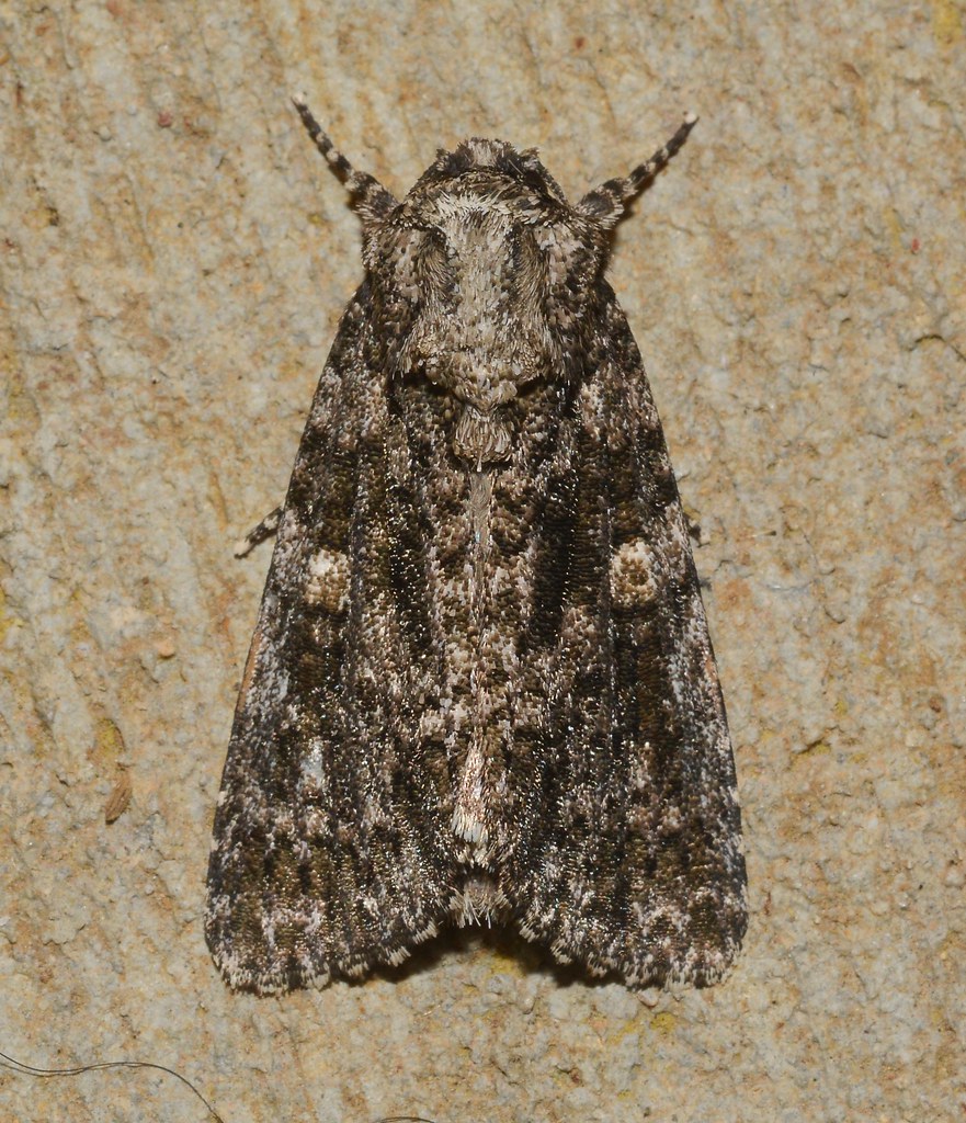 Afflicted Dagger Moth