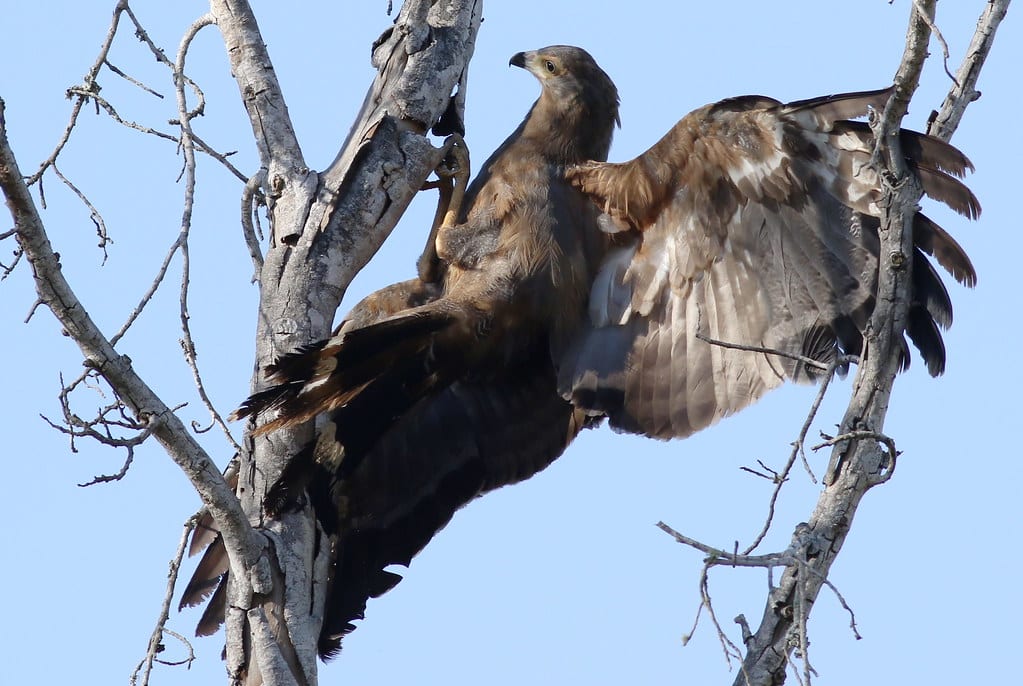 African Harrier Hawk