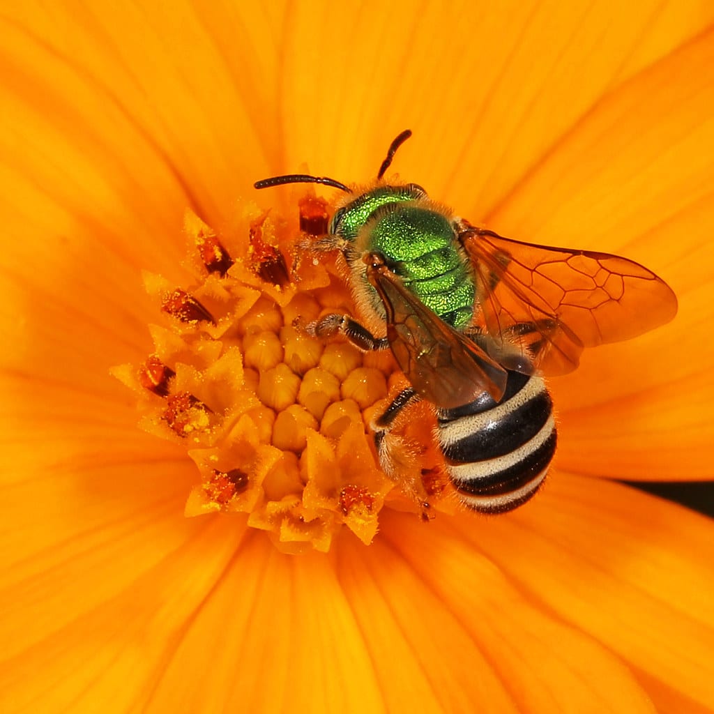 Agapostemon Sweat Bee