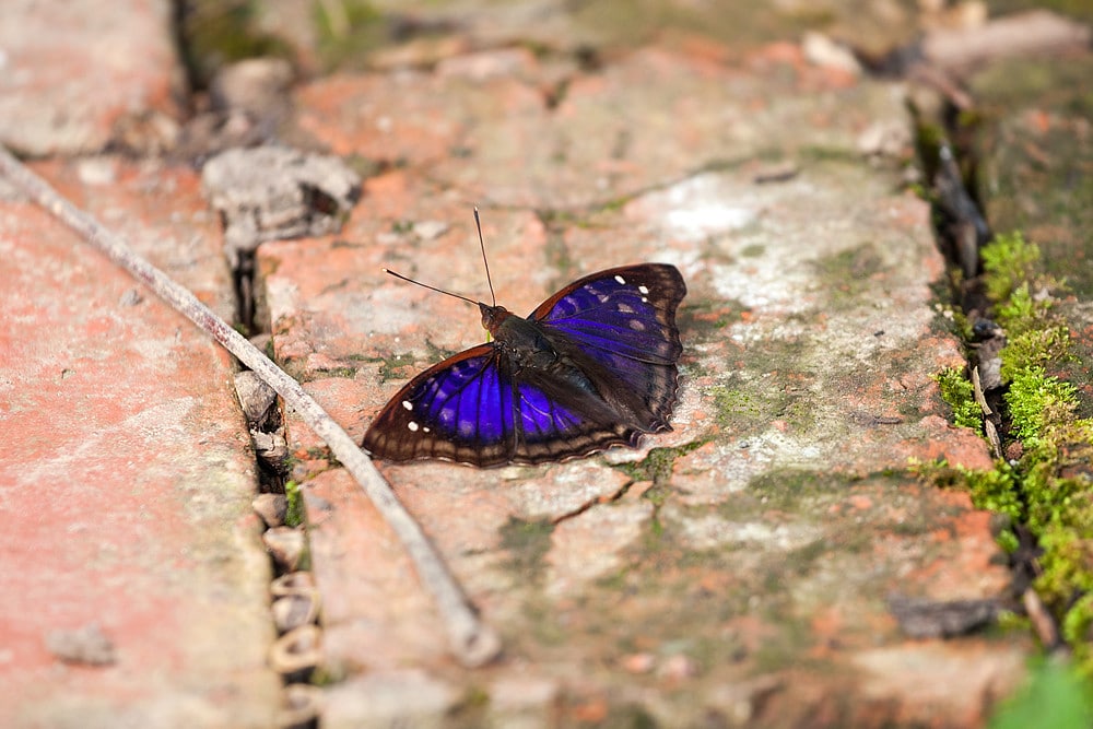 Agathina Emperor
