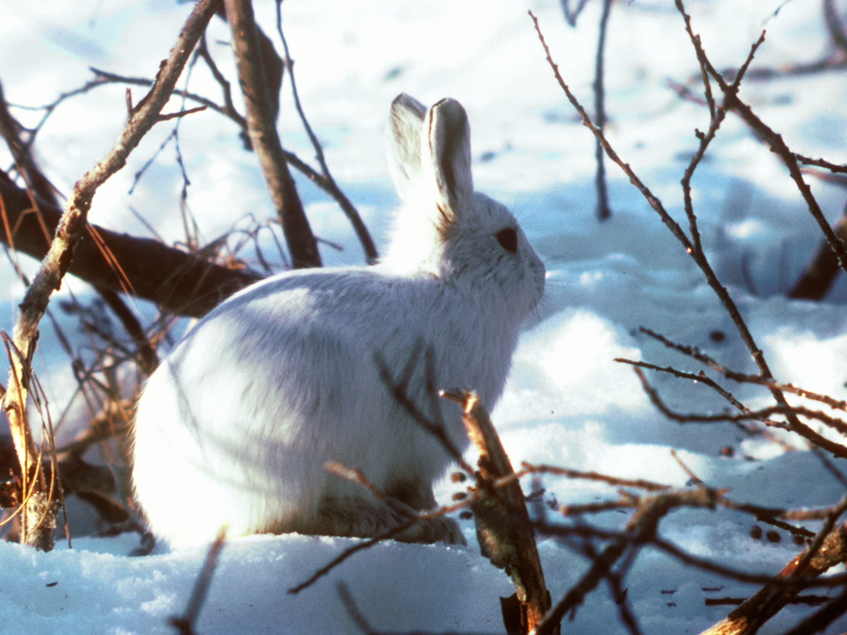 Alaskan Hare