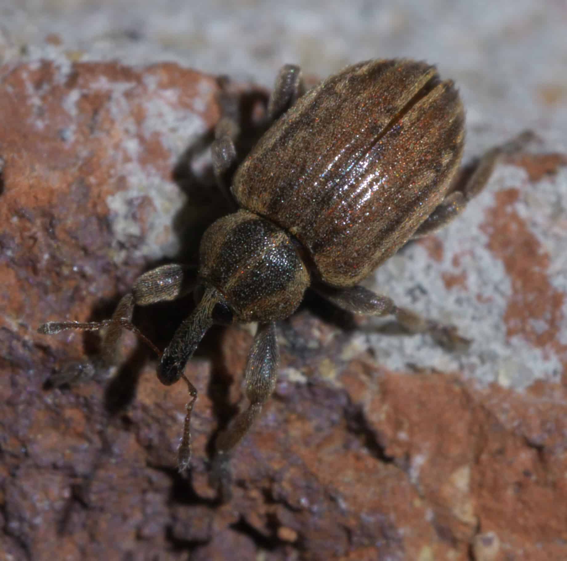 Alfalfa Weevil