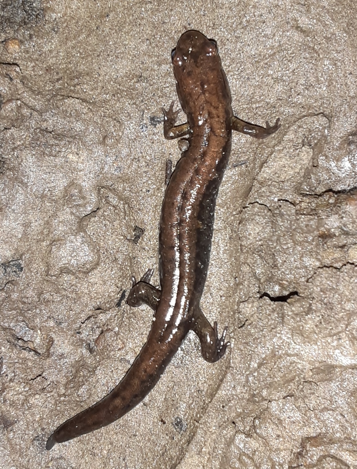 Allegheny Mountain Dusky Salamander