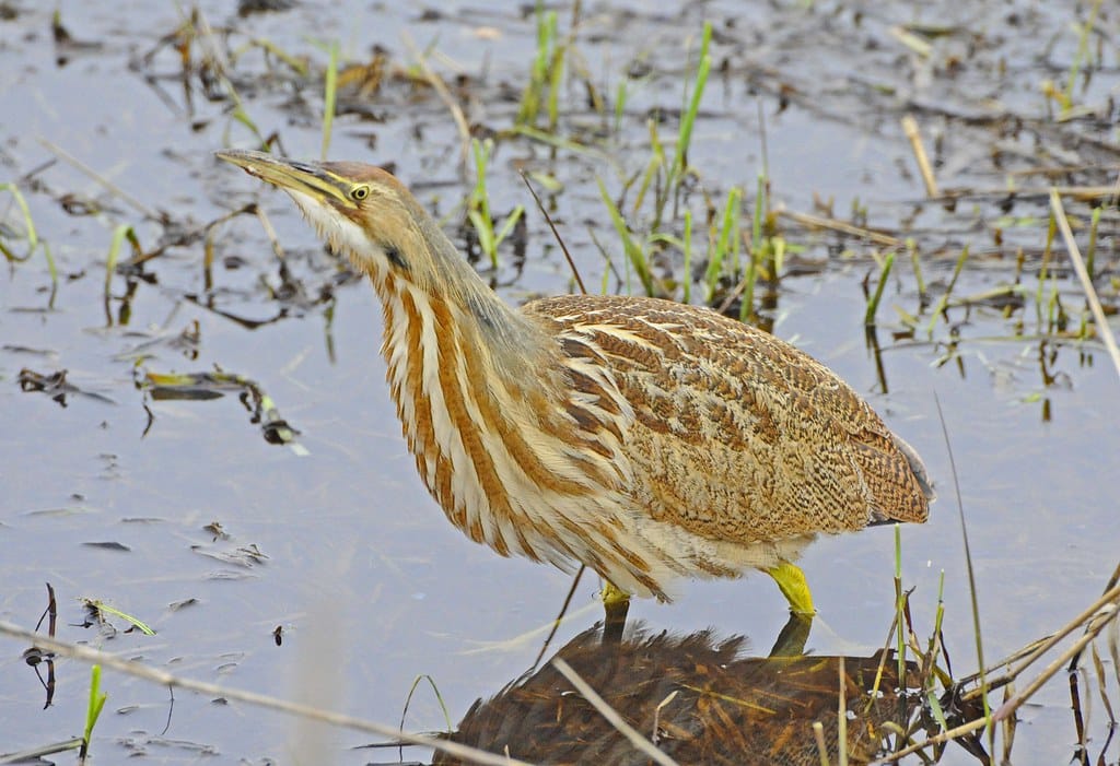 American Bittern - Types of Herons in Wisconsin