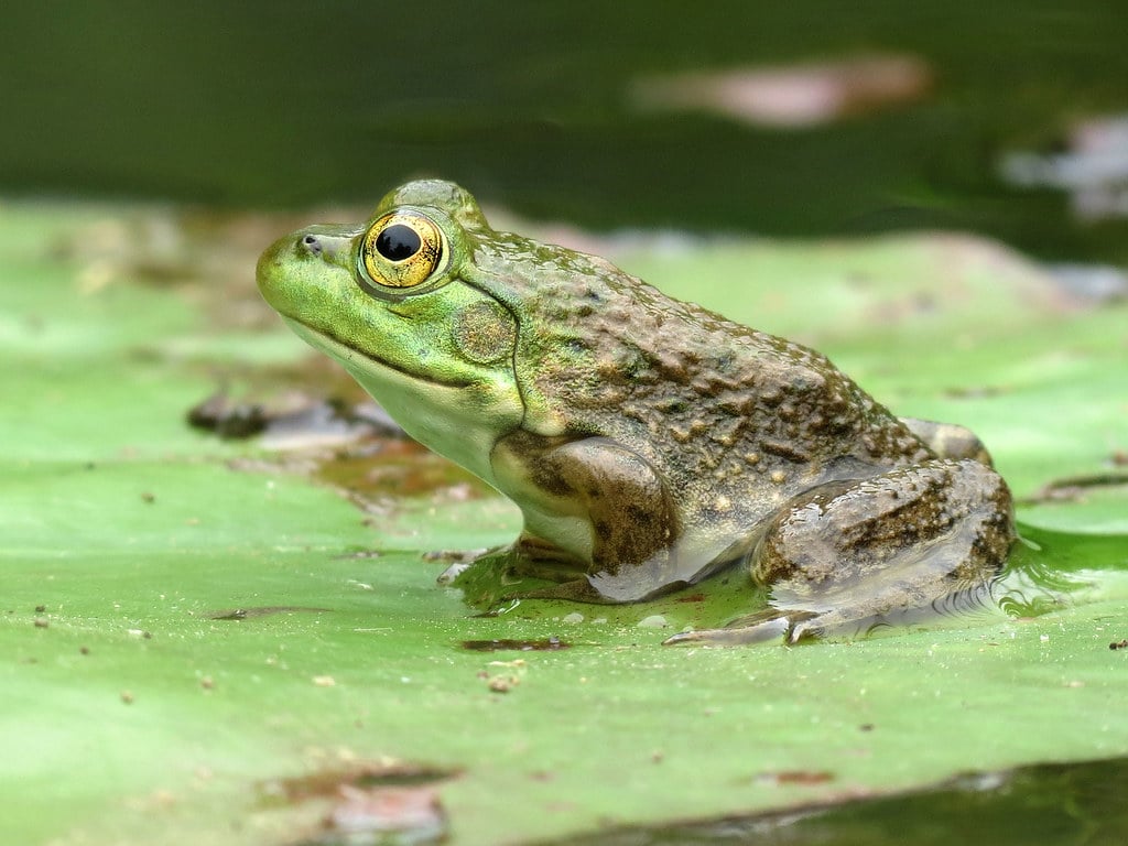 American Bullfrog - Types of Frogs in Kentucky