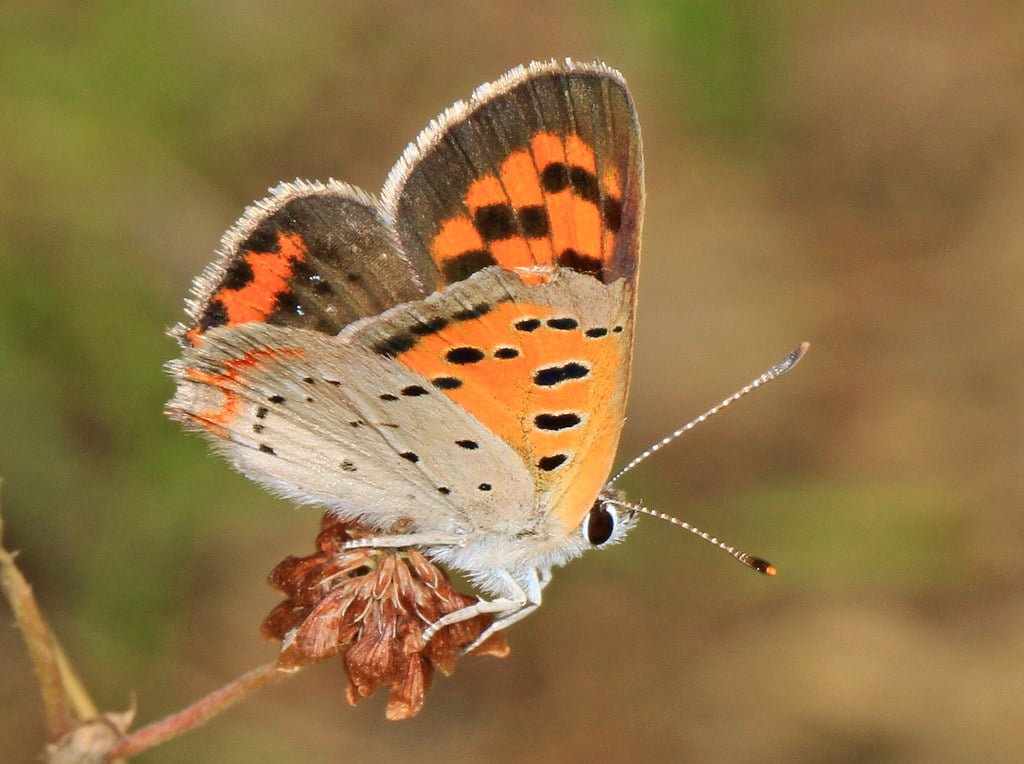 American Copper Butterfly
