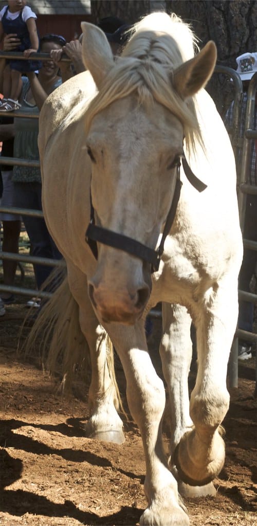 American Cream Draft