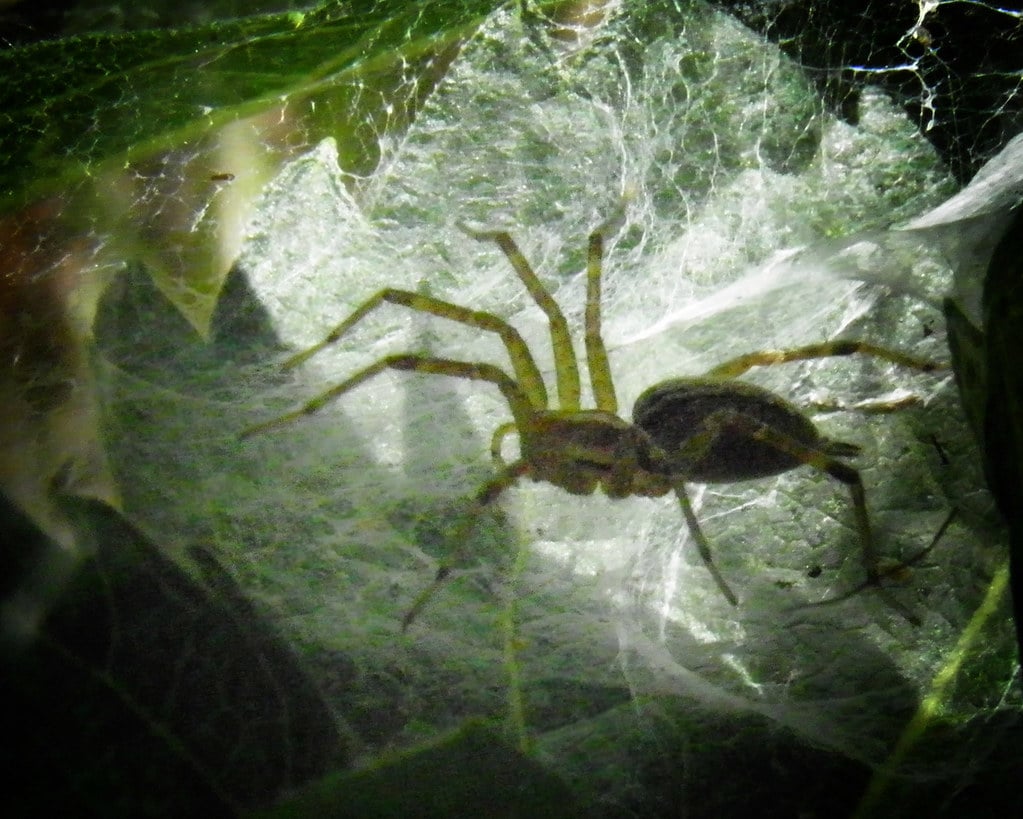 American Grass Spider