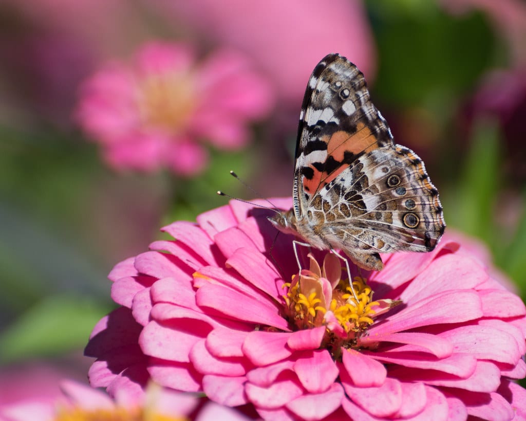 American Lady Butterfly