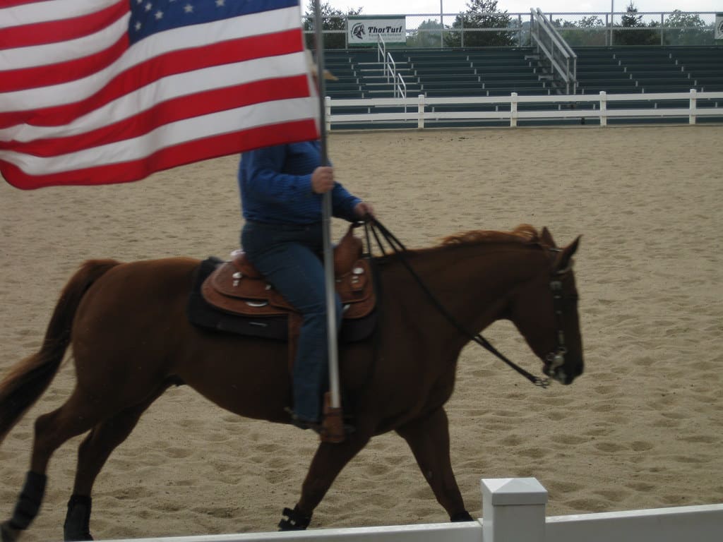 American Quarter Horse
