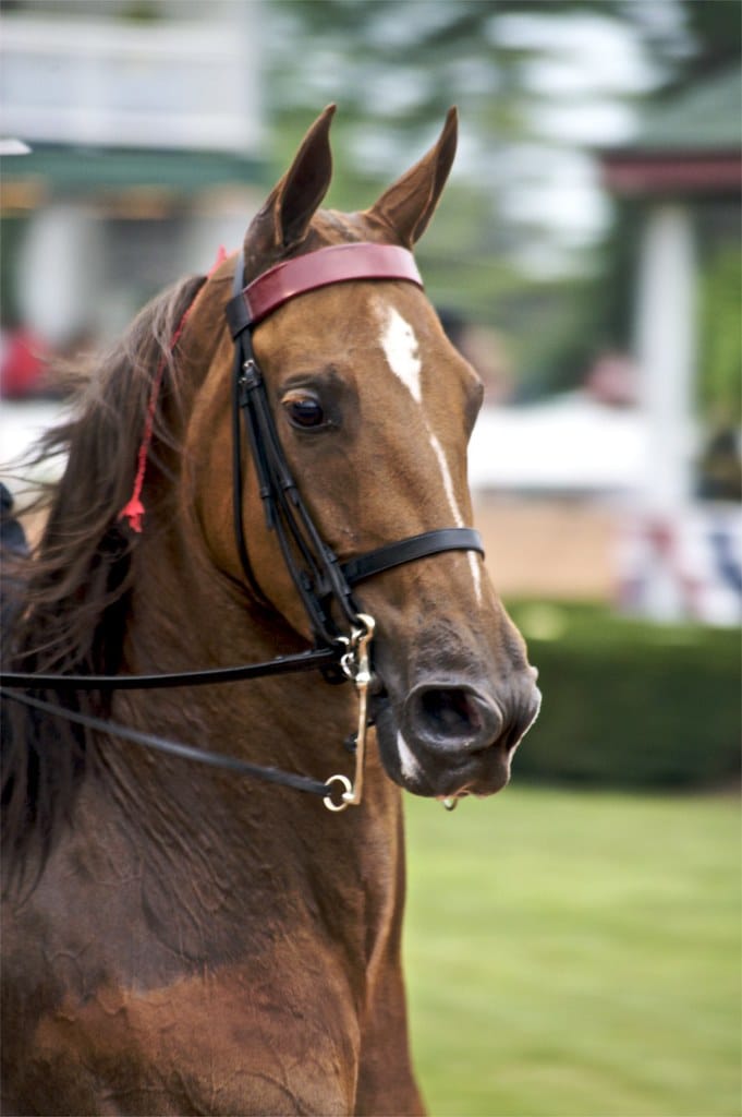 American Saddlebred