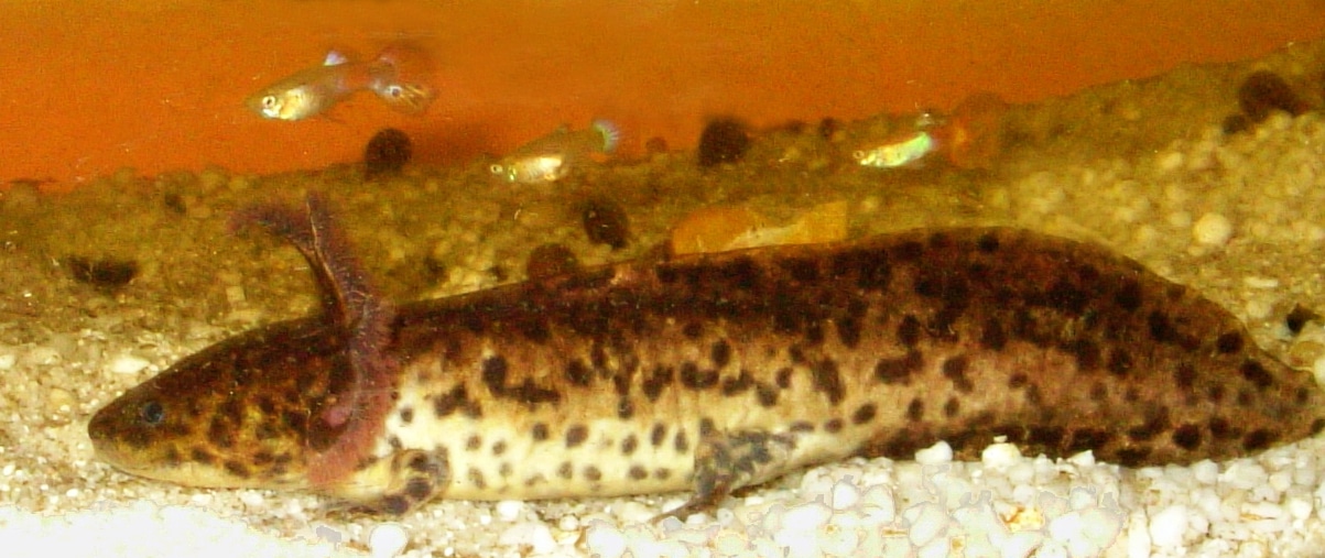 Anderson's Salamander