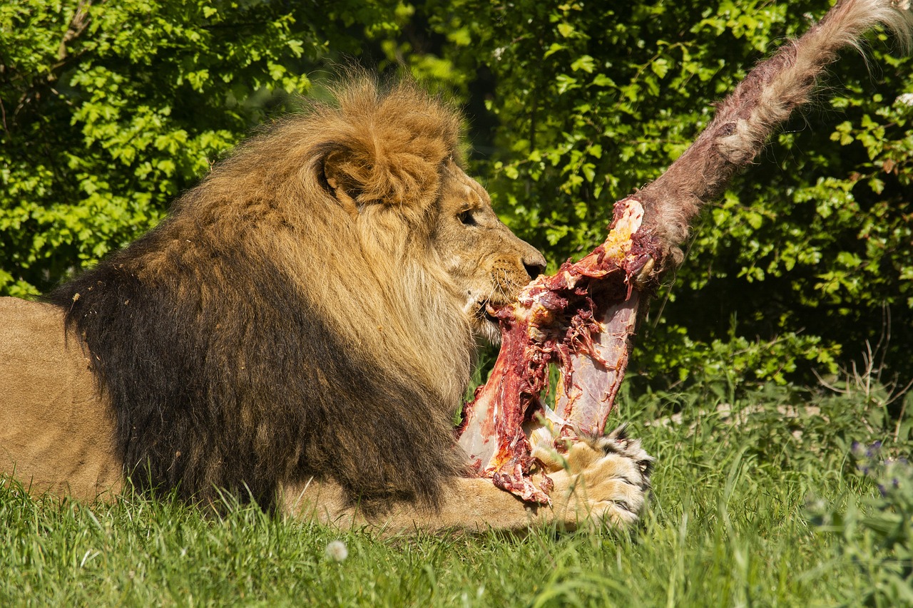 Animals that Eat Other Animals