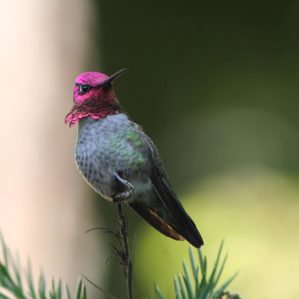 Anna’s Hummingbird
