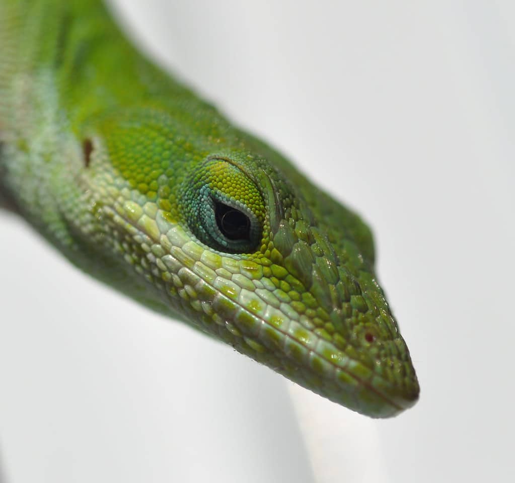 Anoles