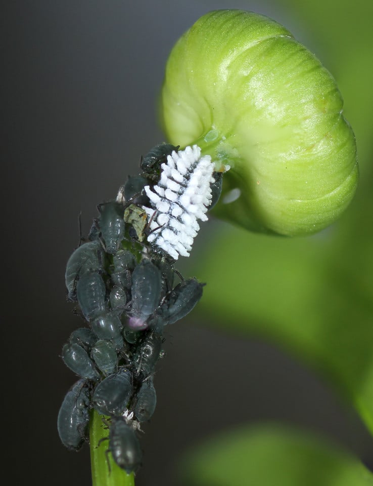 Aphids