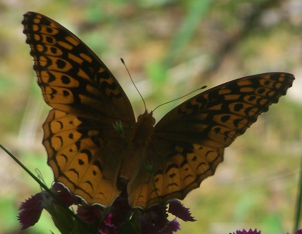 Aphrodite Fritillary