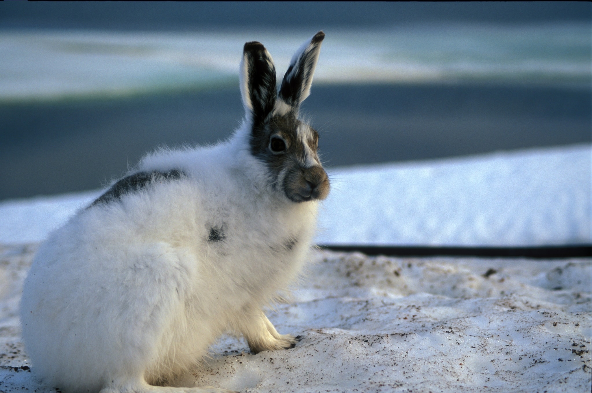 Arctic Hare