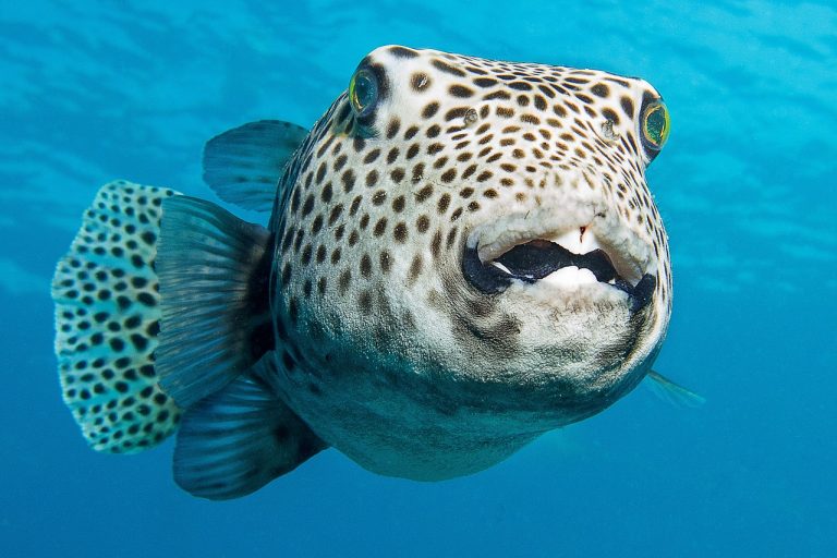 Are All Types of Puffer Fish Poisonous?