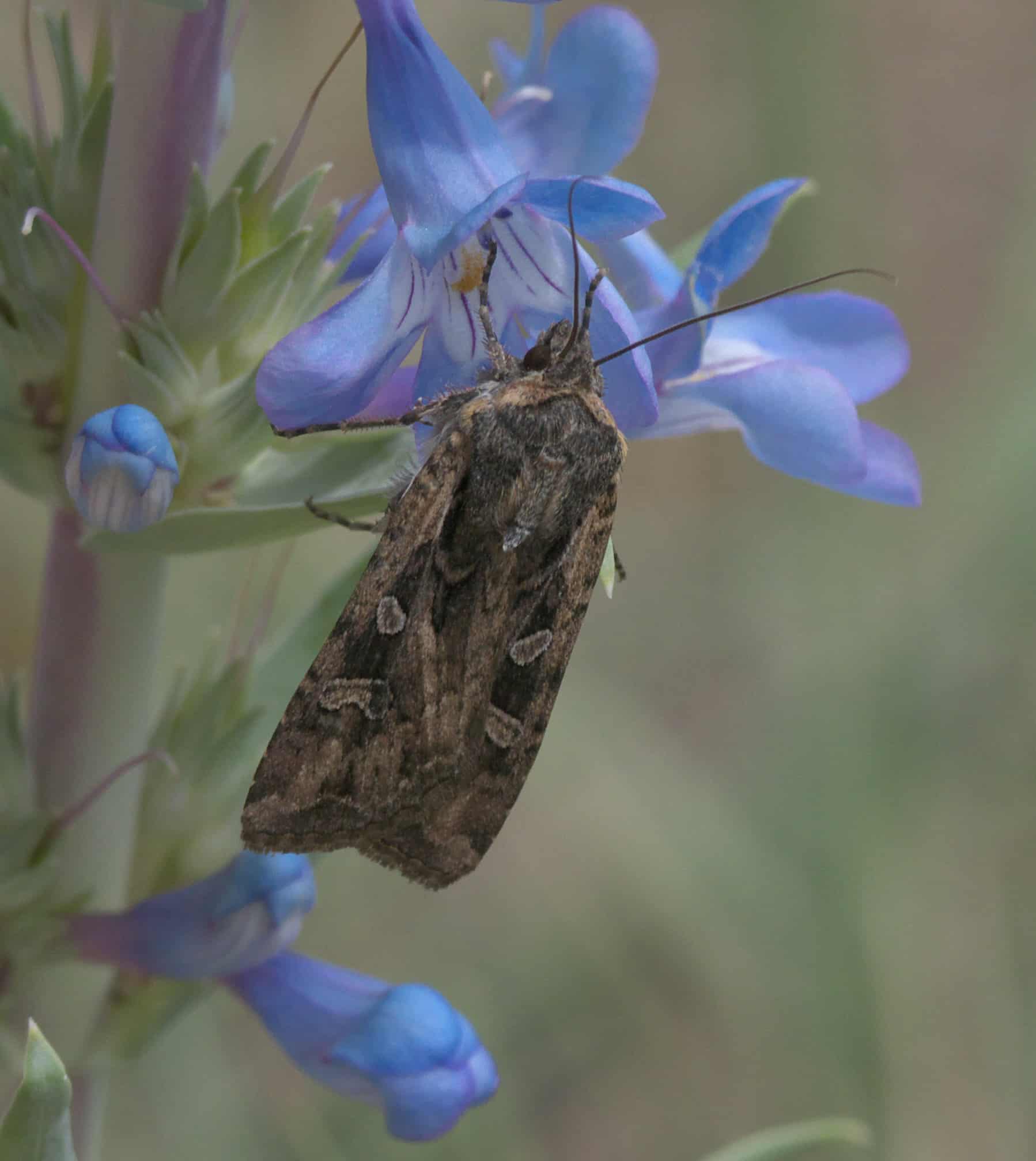Army Cutworm Moth