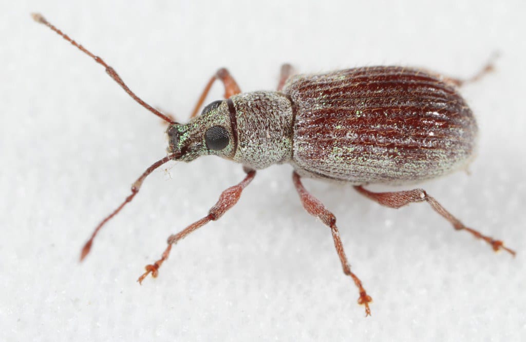 Asiatic Oak Weevil