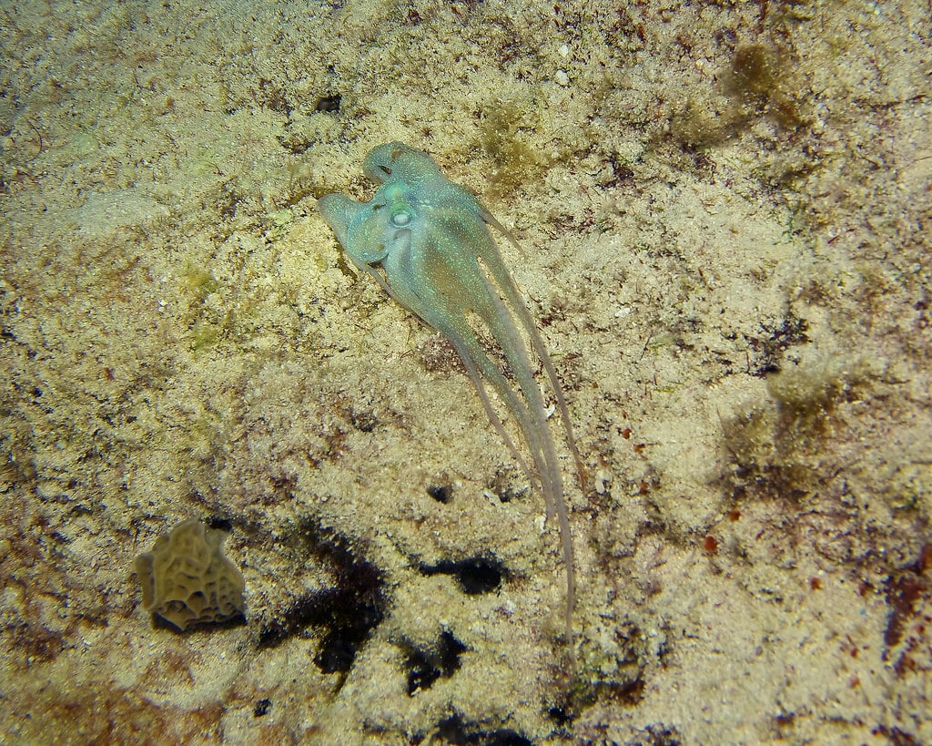 Atlantic Pygmy Octopus