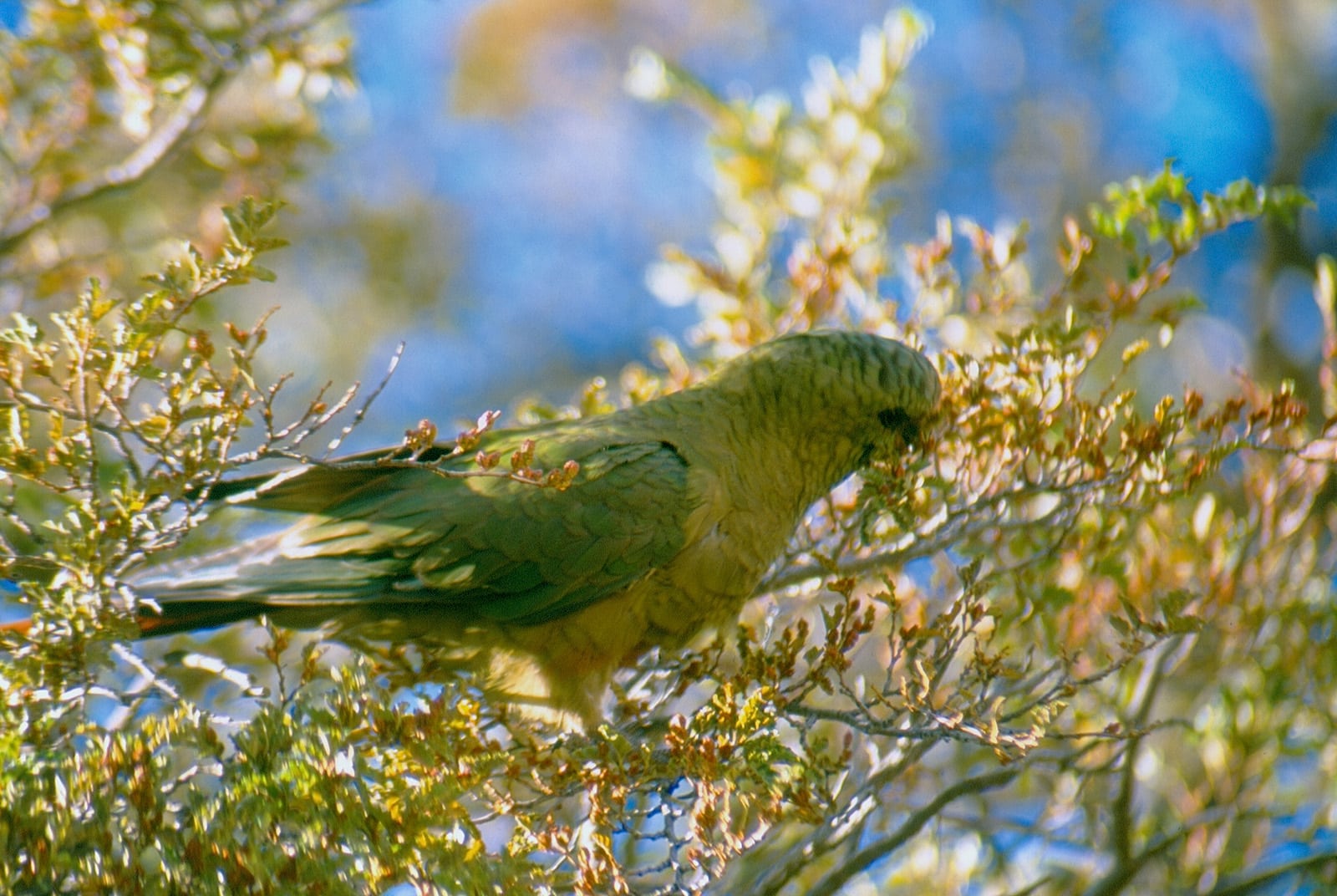 Austral Conure