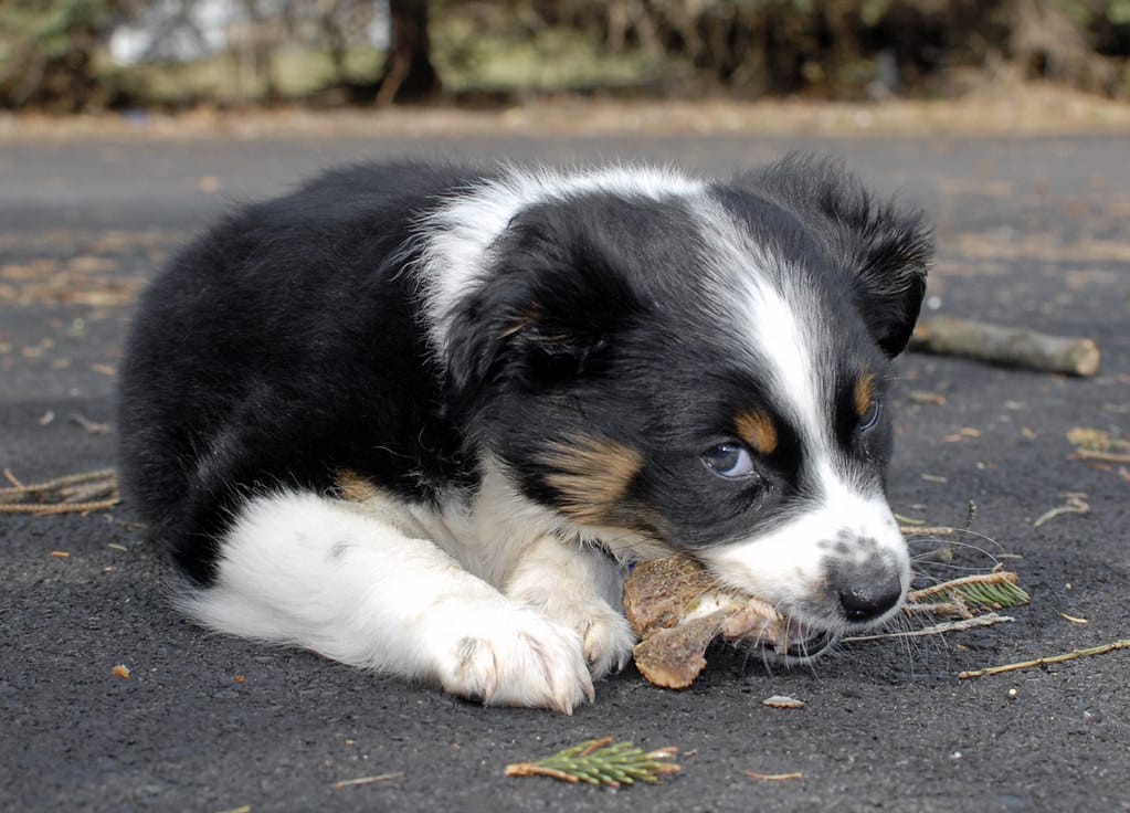 Australian Shepherds