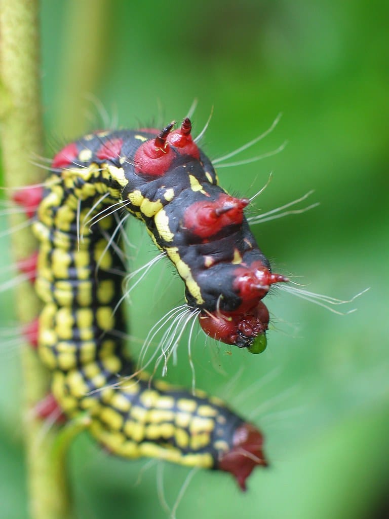Azalea Caterpillar