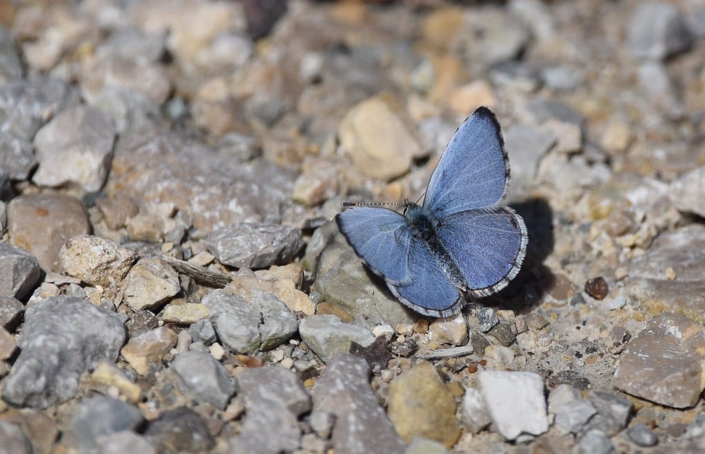Azure Butterfly