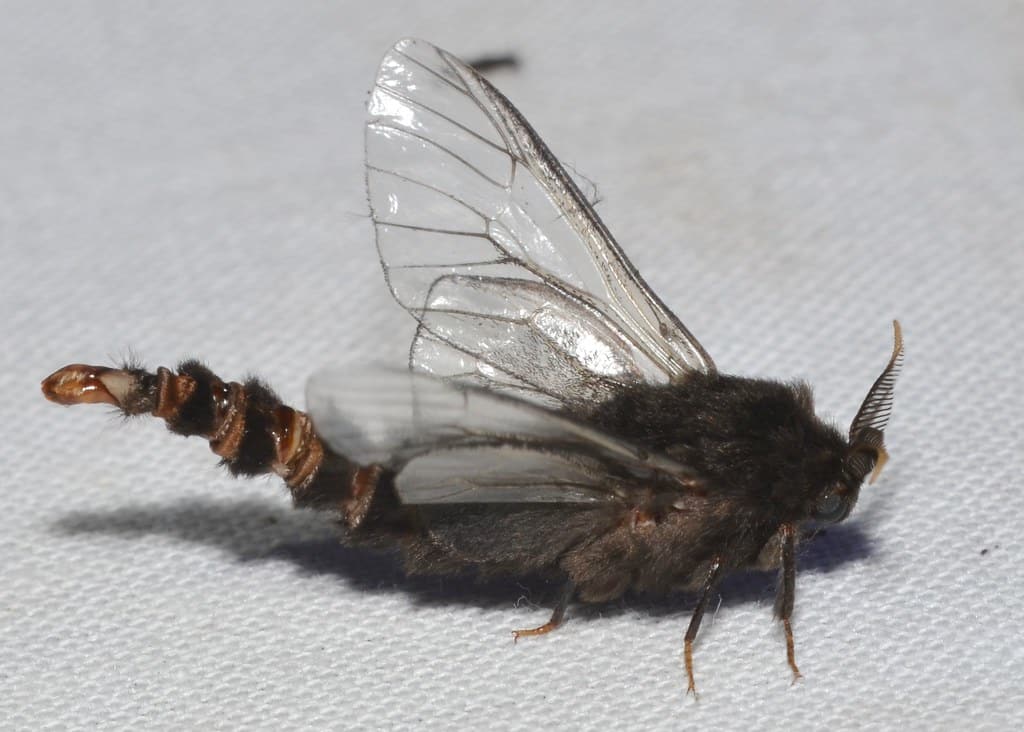 Bagworm Moths