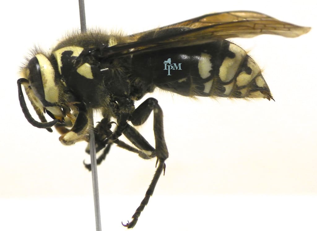 Bald-faced Hornet -Types of Hornets in Georgia