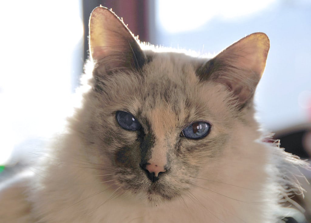 Balinese Cat