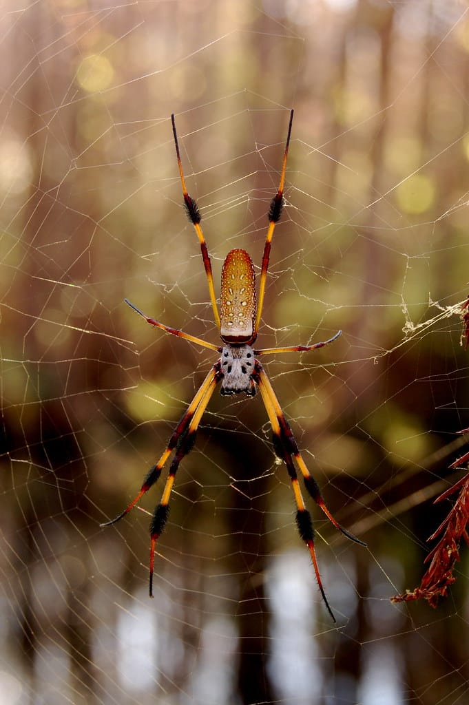 Banana Spider