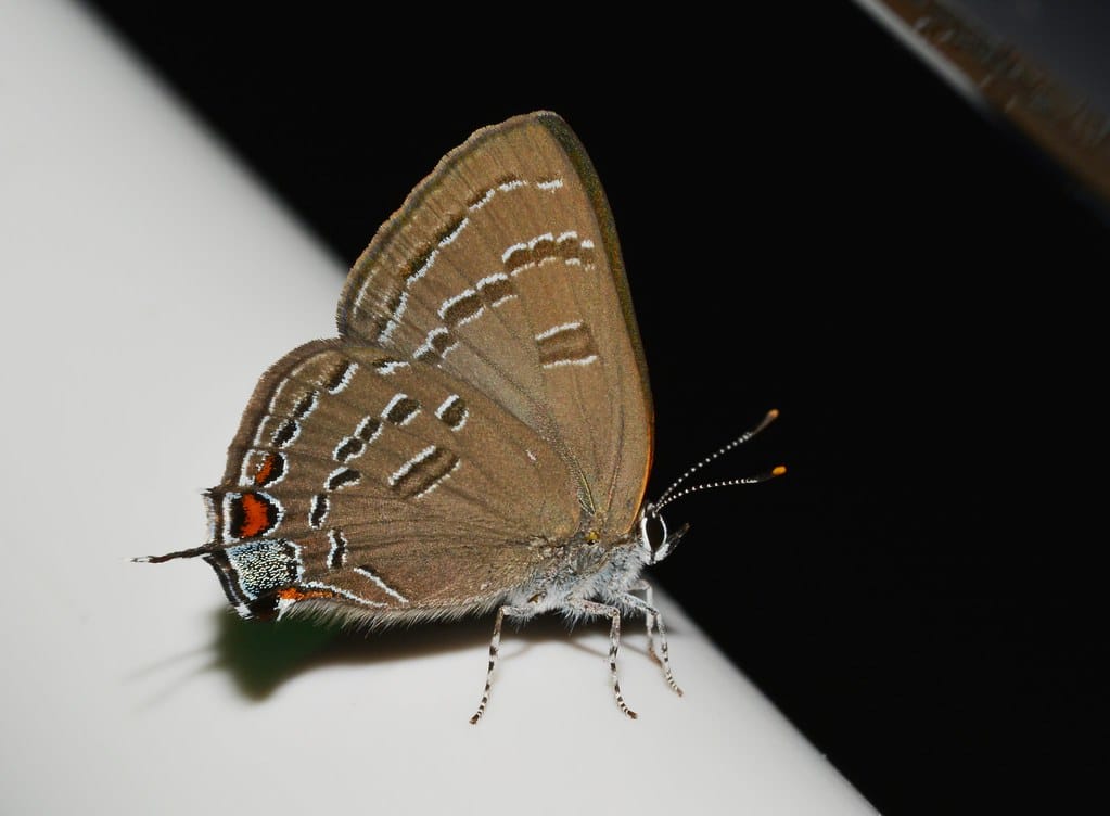 Banded Hairstreak Butterfly