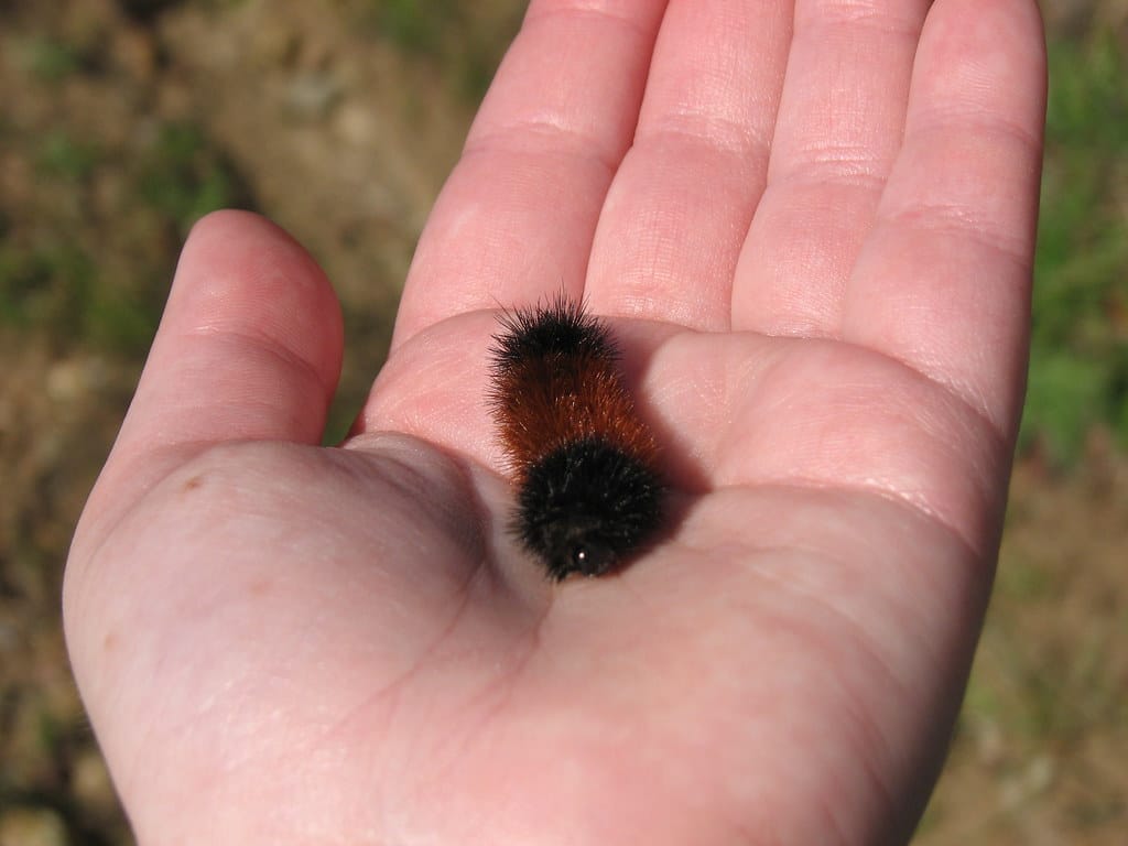 Banded Woollybear Caterpillar Moth