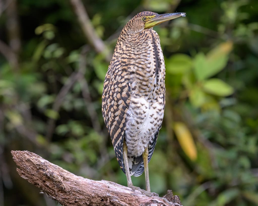 Bare-Throated Tiger Heron