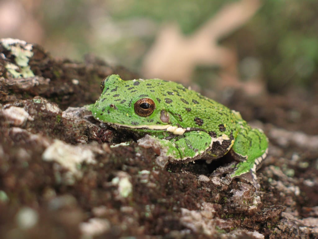Barking Treefrog
