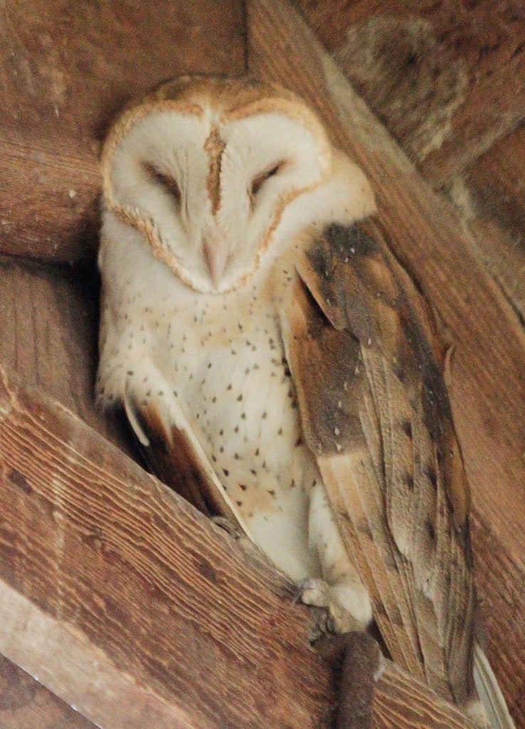 Barn Owl