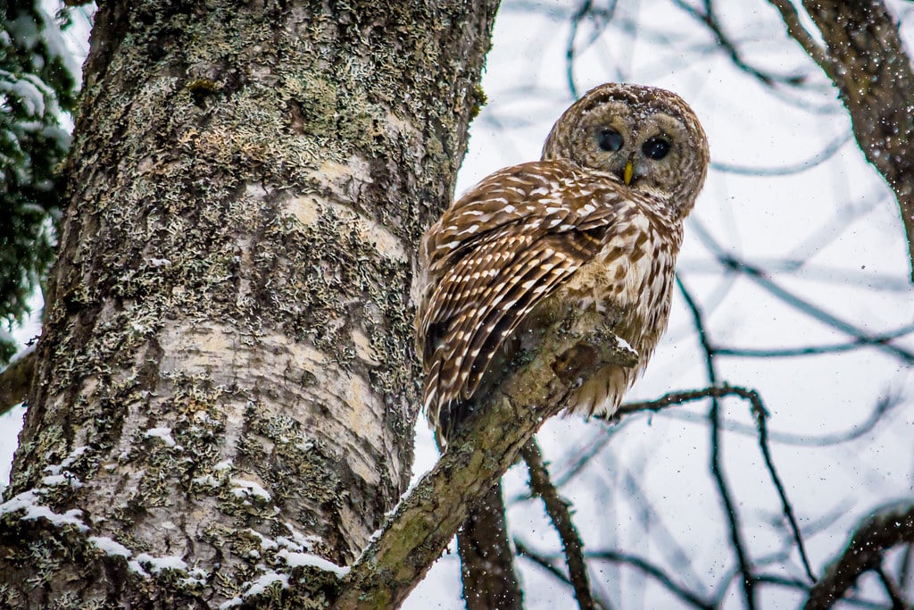 Barred Owl