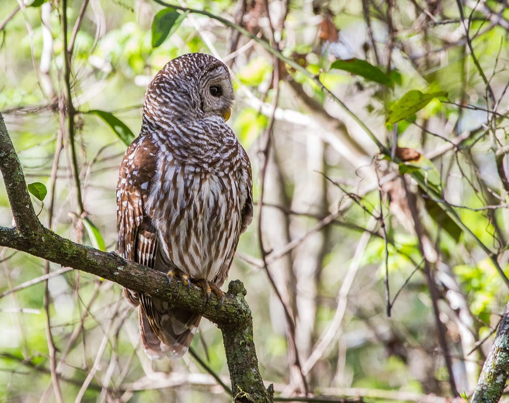 Barred Owl
