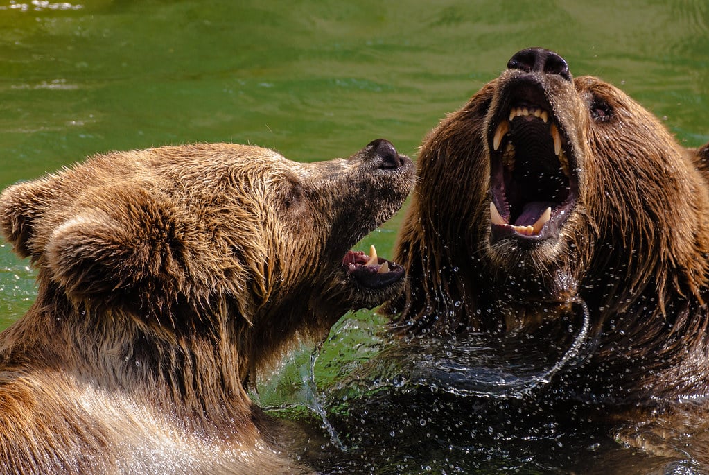 Bears - Animals That Eat Cicadas