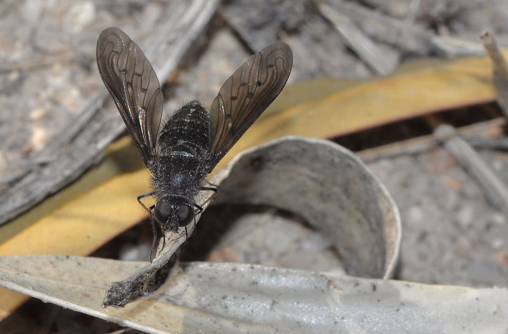 Bee Fly