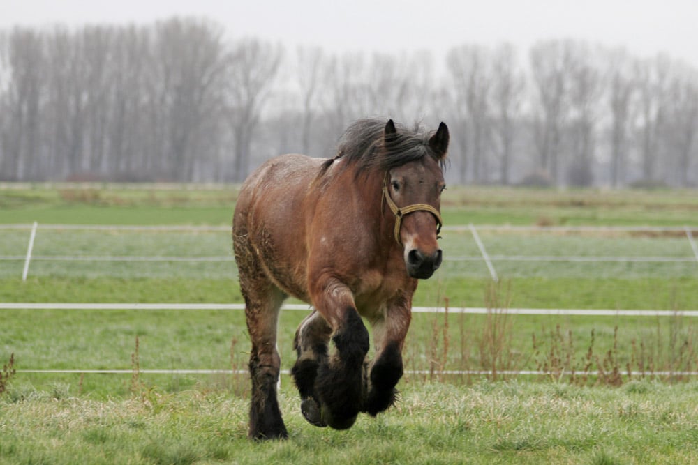 Belgian Horse